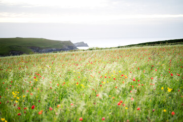 West Pentire is located on the Cornish coast line, occasionally you get to see the beautiful vibrant Poppies emerge