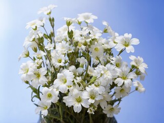 Beautiful bouquet of Cerastium flower, blue background