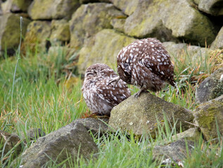 Little owls preening after a rain storm in a field in Yorkshire