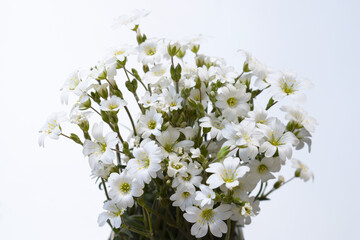 Beautiful bouquet of Cerastium flower, white background