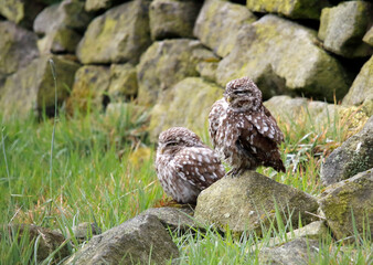 Little owls preening after a rain storm in a field in Yorkshire