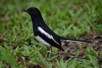 crow on the ground