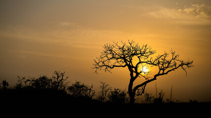 Plakat Silhouette of a tree against the setting sun on the heights of a mountain.