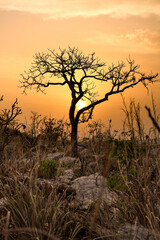 Obraz premium Silhouette of a tree against the setting sun on the heights of a mountain.