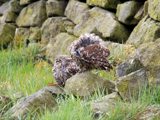 Little owls preening after a rain storm in a field in Yorkshire