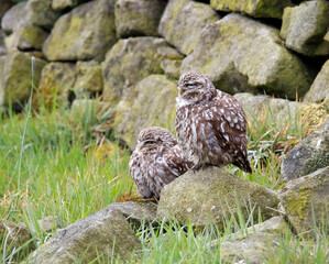Little owls preening after a rain storm in a field in Yorkshire