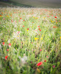 Field of red poppies