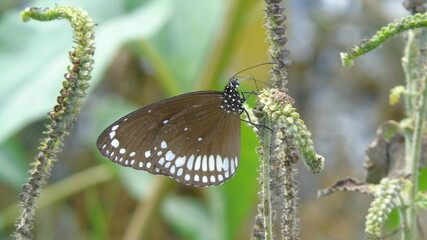 butterfly on a green leaf
