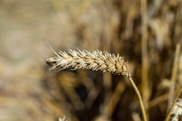 wheat spike