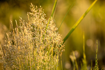 Dry grass and plants