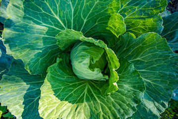 green young cabbage in the garden. eco product.