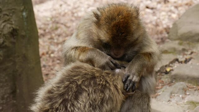 4k video of wild monkey - family  50 fps