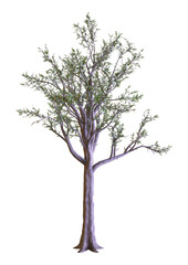 3D Rendering Dawn Redwood Tree on White