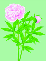 Pink peonies with leaves on a green background.