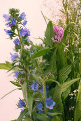 A bouquet of field and meadow summer plants.