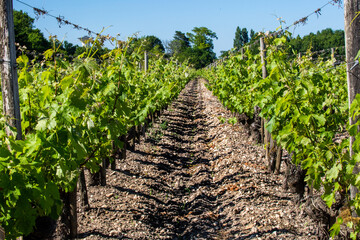 Fototapeta na wymiar rows of grapes on the vine