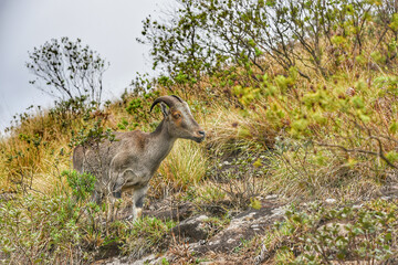 Nilgiri tahr or ibex mountain goat eating grass in its natural habitat in the hills of the Western Ghats, Munnar Kerala India. Beautiful summer day on highland Indian wildlife animal goat