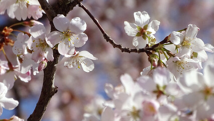 blooming cherry tree