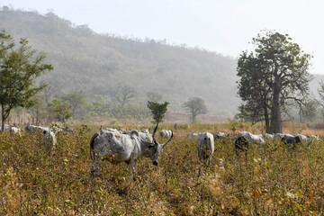 A herd of zebus graze grass in northern Benin.