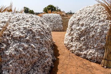 A pile of freshly harvested Dafani cotton from eastern Burkina Faso.