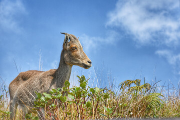 Nilgiri tahr or ibex mountain goat eating grass in its natural habitat in the hills of the Western Ghats, Munnar Kerala India. Beautiful summer day on highland Indian wildlife animal goat