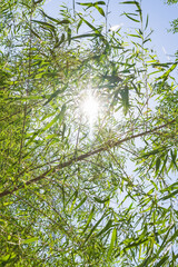 Rays of Sunlight In Desert Branches