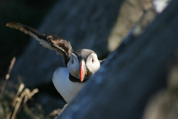 Puffins 