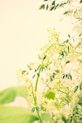 A bouquet of field and meadow summer plants.