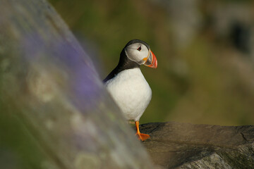 Puffins 