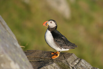 Puffins 