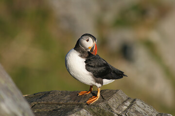 Puffins 