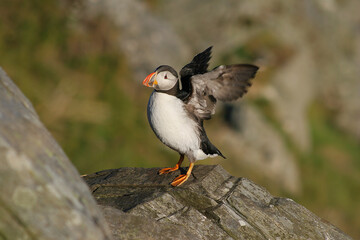Puffins 