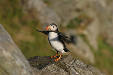 Puffins 