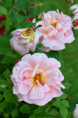 Beautiful pink rose blooming in the garden