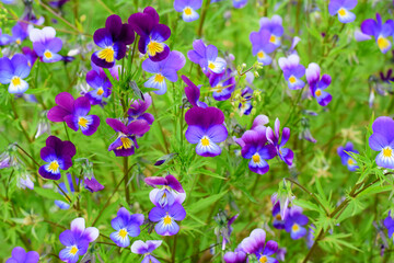 Small violet pansies are blooming on the flower bed
