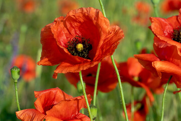 Fototapeta premium Floral background for greeting card. Wild poppy flowers on summer meadow.