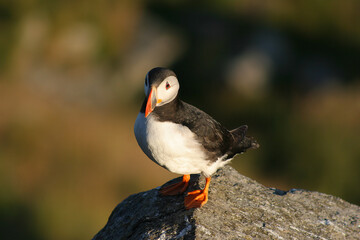 Puffins 