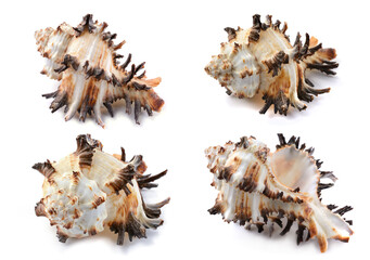 Murex shell, different angles, close-up, isolated on white background, horizontal, close-up
