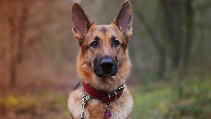 portrait of a german shepherd dog