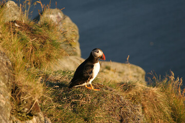 Puffins 