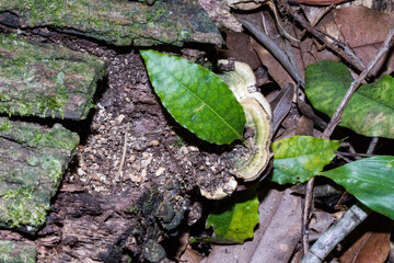 Fungus growing on rotten tree stump in George South Africa
