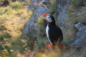 Puffins 