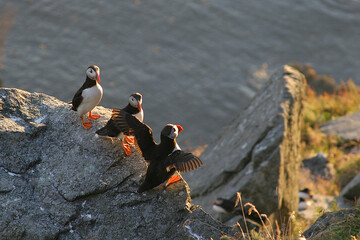Puffins 