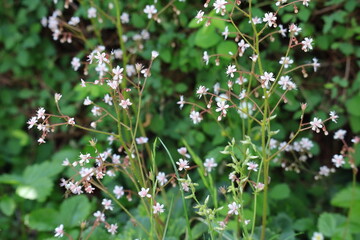 Fototapeta premium Blume, Wiese
