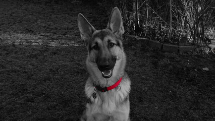 black and white german shepherd dog portrait