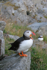 Puffins 