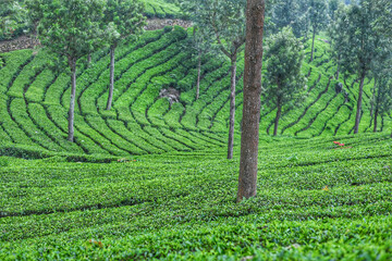 Beautiful fresh green tea plantation or estate in the hills of Munnar, Kerala, India. Scenery of Indian tea cultivation on mountains. fresh tender green tea leafs in misty morning. 