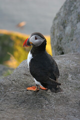 Puffins 