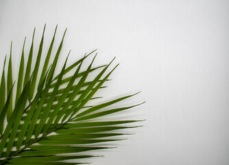 tropical leaves on a white background, place for text, flat lay top view