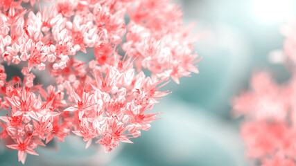 beautiful pink flowers on blurred natural background, summer concept 